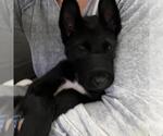 Small #1 Labrador Retriever Mix