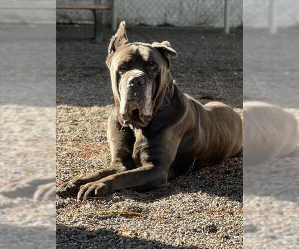 Medium Photo #3 Mutt Puppy For Sale in Woodland, CA, USA