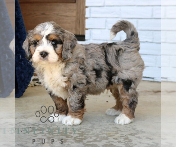 Medium Photo #4 Bernedoodle (Miniature) Puppy For Sale in NARVON, PA, USA