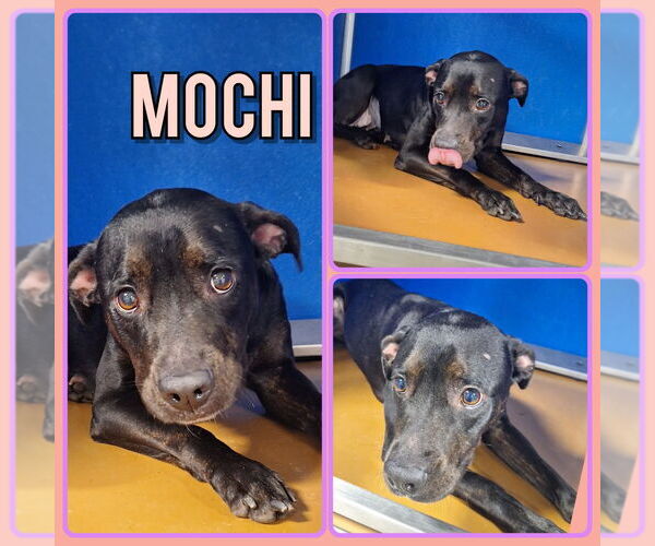 Medium Photo #2 American Staffordshire Terrier-Unknown Mix Puppy For Sale in Pierceton , IN, USA