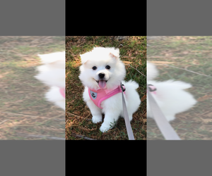American Eskimo Dog Puppy for sale in SARATOGA, CA, USA