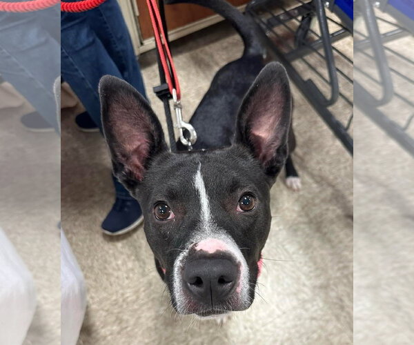 Medium Photo #7 American Pit Bull Terrier-Unknown Mix Puppy For Sale in Germantown, OH, USA