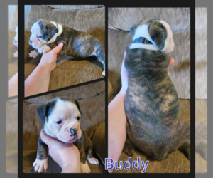 Olde English Bulldogge Puppy for sale in WHEELER, MI, USA