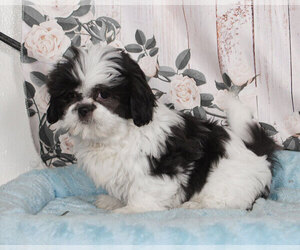 Shih Tzu Puppy for sale in PENNS CREEK, PA, USA