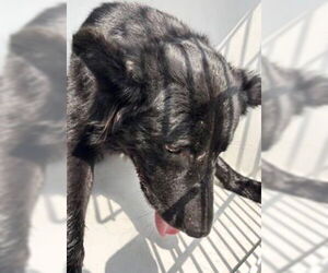 German Shepherd Dog Dogs for adoption in Houston, TX, USA