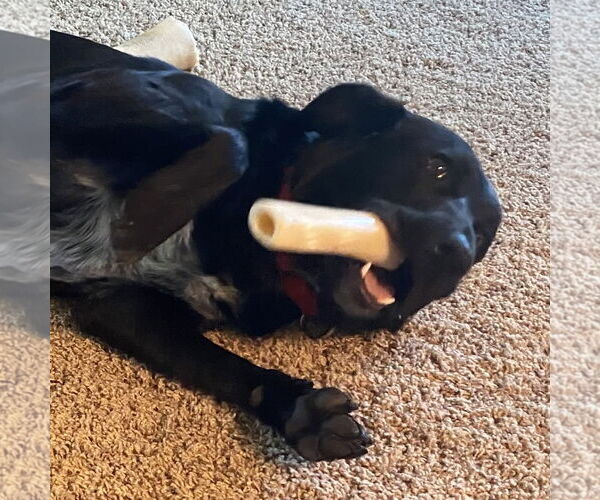 Medium Photo #3 Mutt Puppy For Sale in Fargo, ND, USA