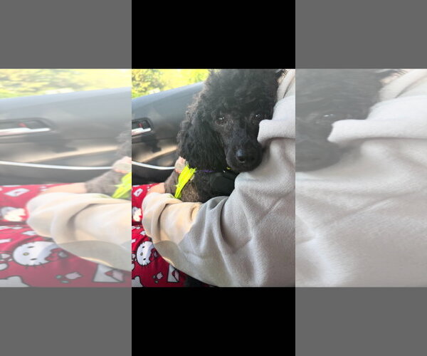 Medium Photo #2 Poodle (Miniature) Puppy For Sale in Holly Springs, NC, USA