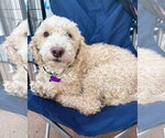 Small #1 Poodle (Miniature) Mix