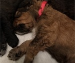 Small #3 Bernedoodle