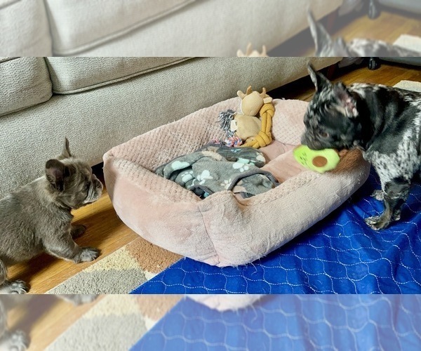 Medium Photo #5 French Bulldog Puppy For Sale in PHILADELPHIA, PA, USA