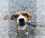 Small #1 Bullboxer Pit
