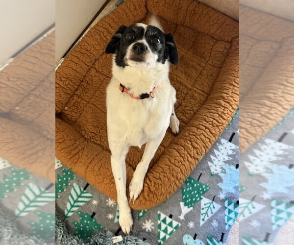 Medium Photo #3 Jack Russell Terrier-Unknown Mix Puppy For Sale in Osgood, IN, USA