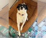 Small #2 Jack Russell Terrier Mix