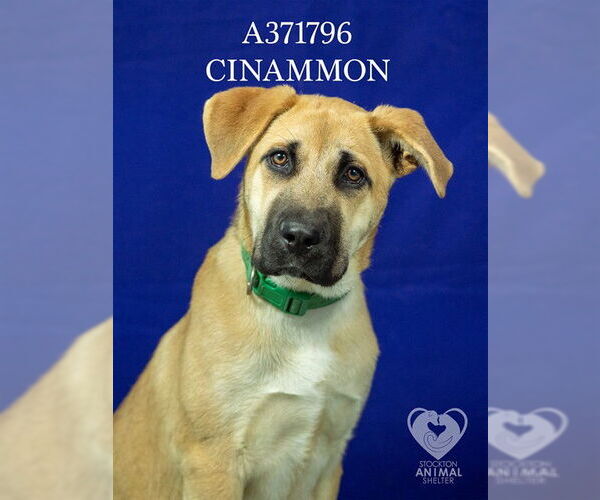 Medium Photo #2 German Shepherd Dog Puppy For Sale in Stockton, CA, USA