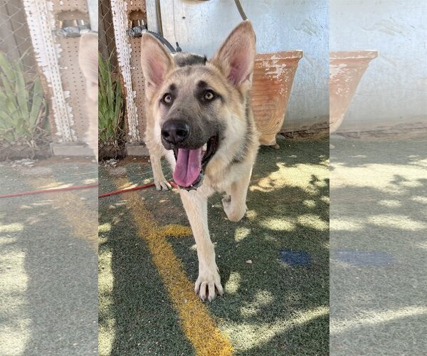 Medium Photo #6 German Shepherd Dog Puppy For Sale in Apple Valley, CA, USA