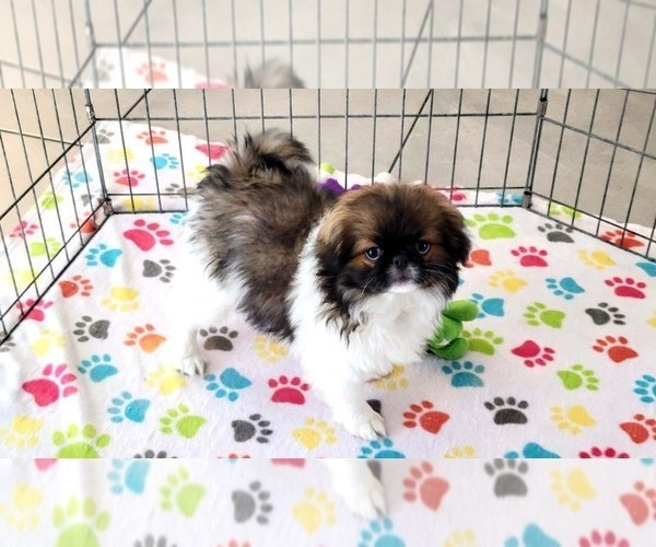 Medium Photo #9 Japanese Chin Puppy For Sale in ORO VALLEY, AZ, USA
