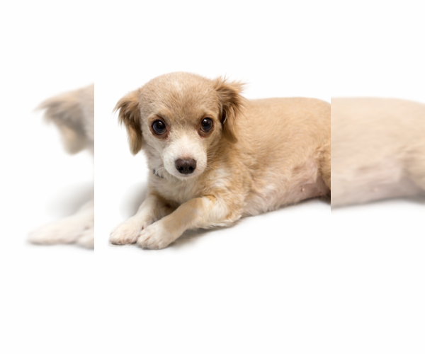 Medium Photo #3 Chiweenie Puppy For Sale in Oakhurst, NJ, USA