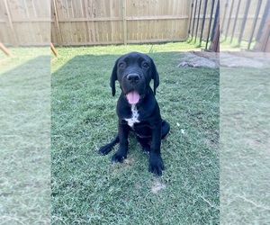 Cane Corso Puppy for sale in CLAREMORE, OK, USA