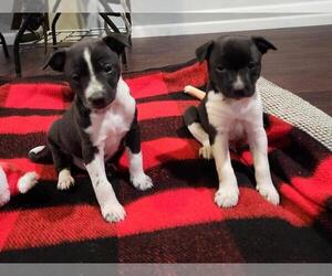Jack Russell Terrier Puppy for sale in HOWELL, MI, USA