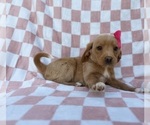 Small #3 Beagle-Labradoodle Mix
