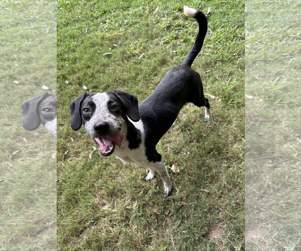 Medium Photo #4 Border Collie-Unknown Mix Puppy For Sale in Ball Ground, GA, USA