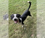 Small #3 Border Collie Mix