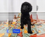 Small Photo #8 Goldendoodle Puppy For Sale in S HARRISN TWP, NJ, USA