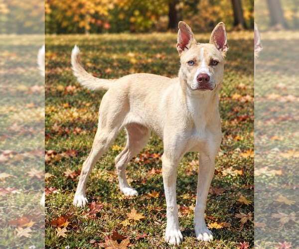 Medium Photo #4 Mutt Puppy For Sale in Talladega, AL, USA