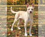 Small Photo #4 Mutt Puppy For Sale in Talladega, AL, USA