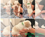 Small #10 Poodle (Standard)