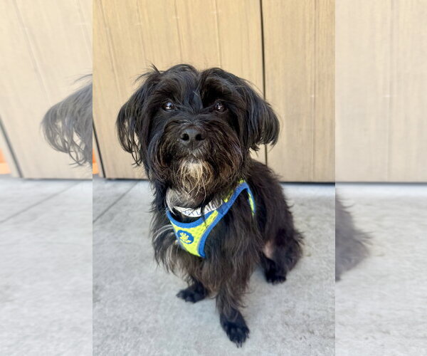 Medium Photo #2 Maltese-Unknown Mix Puppy For Sale in Marina Del Rey, CA, USA