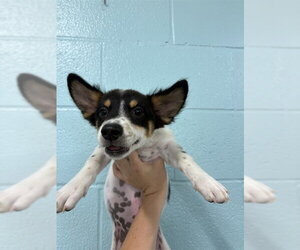 Chihuahua-Unknown Mix Dogs for adoption in Temple, TX, USA