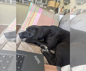 Rex - Male Labrador Retriever-Staffordshire Bull Terrier Mix Dog for Adoption - Photo #2