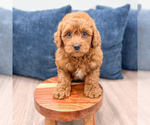 Small #3 Poodle (Miniature)