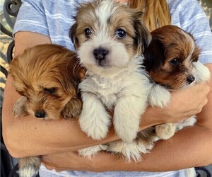 Havanese Puppy for sale in ST GEORGE, UT, USA