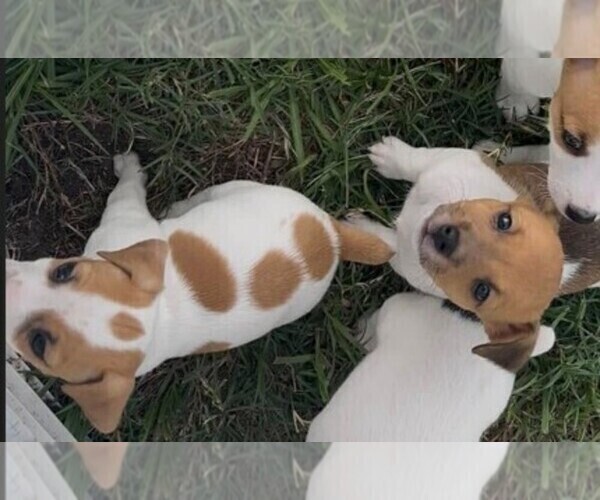 Medium Photo #4 Jack Russell Terrier Puppy For Sale in LEDBETTER, TX, USA