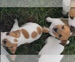 Small #3 Jack Russell Terrier