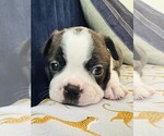 Small #1 Boston Terrier