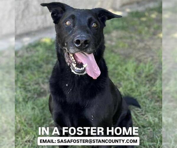 Medium Photo #2 Labrador Retriever Puppy For Sale in Modesto, CA, USA