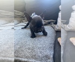 Small Photo #6 French Bulldog Puppy For Sale in WOODLAND PARK, NJ, USA