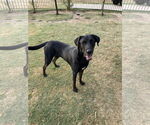 Small #1 Labrador Retriever