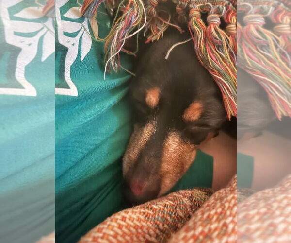 Medium Photo #69 Dachshund-Unknown Mix Puppy For Sale in San Antonio, TX, USA