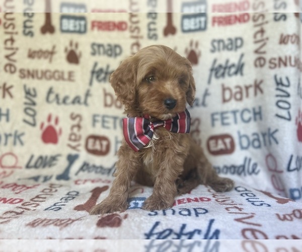 Medium Photo #6 Cavapoo Puppy For Sale in LAKELAND, FL, USA