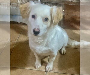 Colonial Cocker Spaniel Dogs for adoption in San Diego, CA, USA