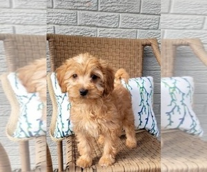 Goldendoodle (Miniature) Puppy for sale in INDIANAPOLIS, IN, USA