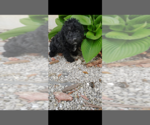 Pembroke Welsh Corgi-Poodle (Miniature) Mix Puppy for sale in LEBANON, MO, USA