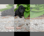Small Photo #1 Pembroke Welsh Corgi-Poodle (Miniature) Mix Puppy For Sale in LEBANON, MO, USA
