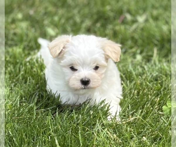 Medium Photo #2 Maltese Puppy For Sale in ROCK STREAM, NY, USA