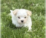 Small #1 Maltese