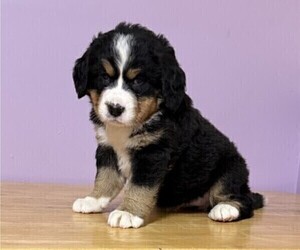 Bernese Mountain Dog Puppy for sale in WITHEE, WI, USA